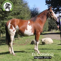 Es Colorina 293514